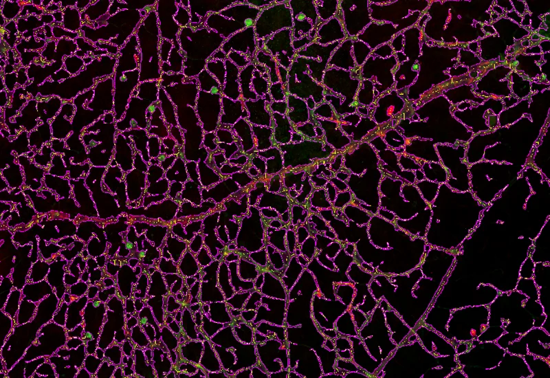 Dynamic Content Image